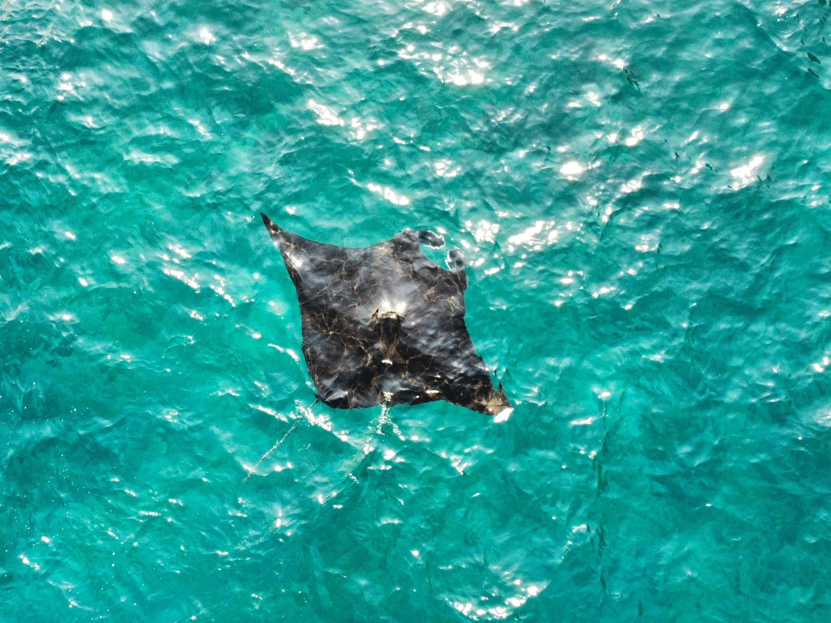 Manta ray gliding near the surface off Nusa Penida